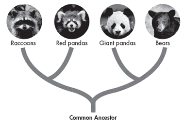 så lektier Banzai The Red Panda - Home